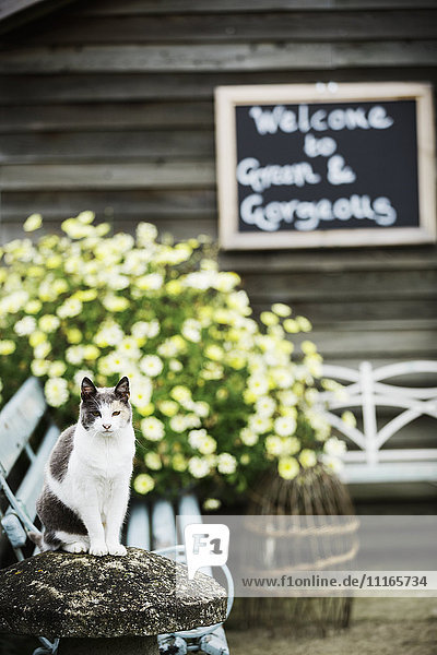 Eine Katze sitzt auf einer Bank bei blühenden Pflanzen in einer kommerziellen Gärtnerei. Begrüßungs-Kreidetafelschild.