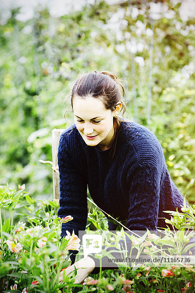 A woman working in an organic flower nursery.
