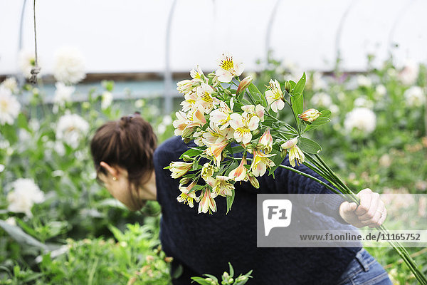 A woman picking cut flowers from the cuttings beds in a polytunnel.