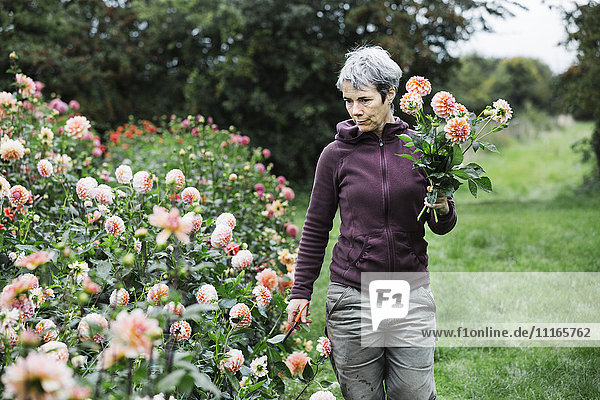 A woman picking flowers  peach coloured dahlias  in a flowering bed at an organic flower nursery.