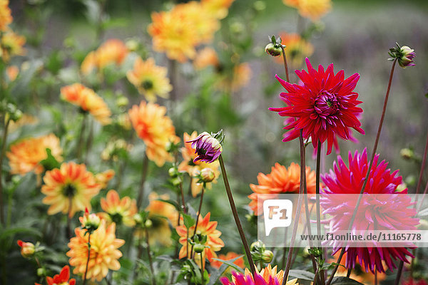 Orange and red dahlias in a flowering bed at an organic plant nursery.