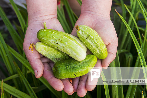 Close up of hands holding green cucumbers in grass