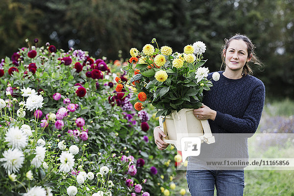 A woman working in an organic flower nursery  cutting flowers for flower arrangements and commercial orders.