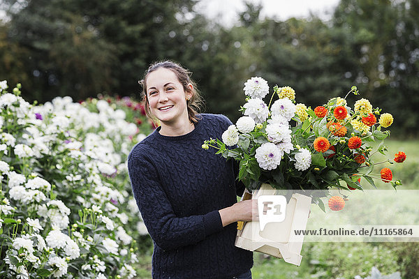 A woman working in an organic flower nursery  cutting flowers for flower arrangements and commercial orders.