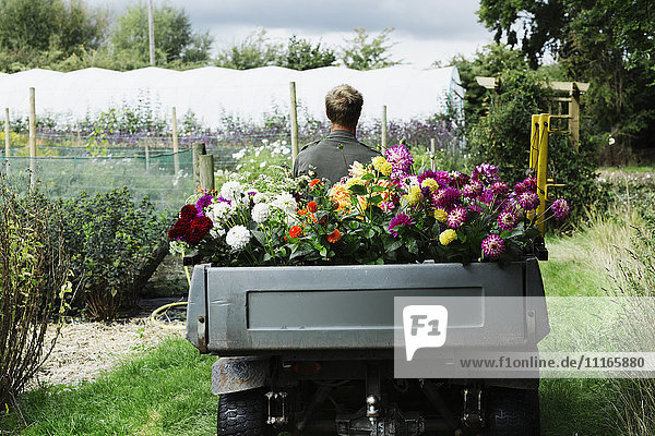 Ein Mann fährt ein kleines Gartenfahrzeug auf dem Weg zwischen Blumenbeeten  beladen mit Schnittblumen für kommerzielle Bestellungen und Blumenarrangements.