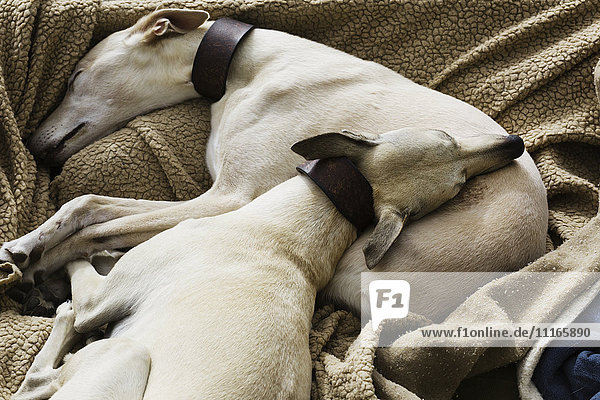 Zwei Windhundhunde schlafen zusammen in einem Hundebett.