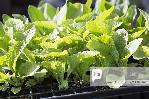 A tray of plant seedlings with fresh green leaves.