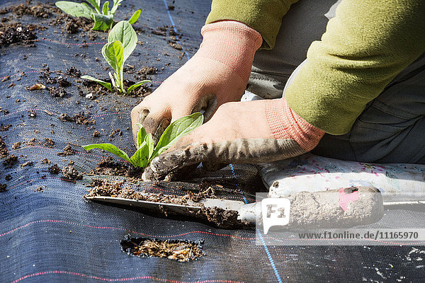 A person kneeling and planting small plant plugs with root networks into a soil bed covered with moisture retaining matting.