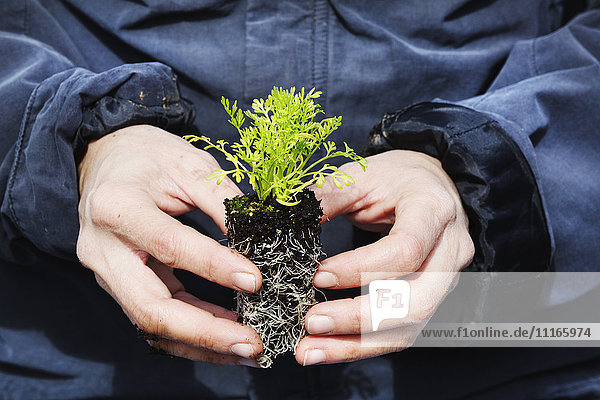 A gardener holding a small plug plant  with green leaves and a root network iin soil.