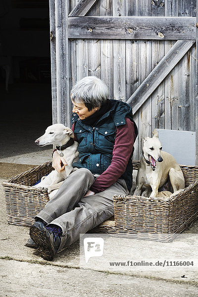 A woman sitting beside two greyhound dogs in a wicker dog basket.