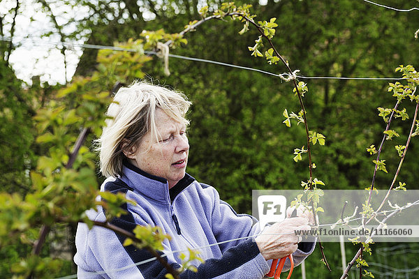 A woman tying in shoots of a climbing plant to wires.