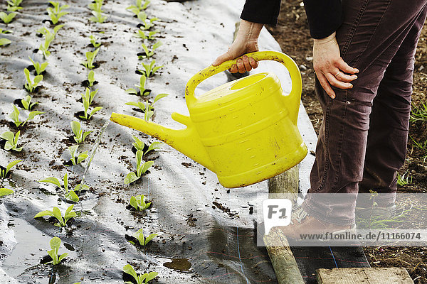 A person using a watering can to water seedlings planted in soil covered in fleece.
