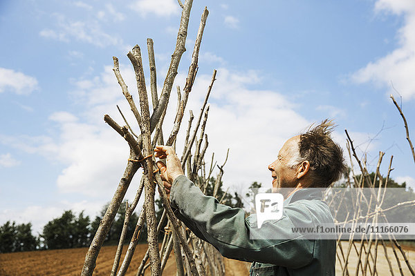 Ein Mann bindet Stangen in einer Reihe von Bohnenstangenstützen ein.