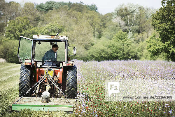 A tractor cutting a swathe through tall grasses and flowers in a field.