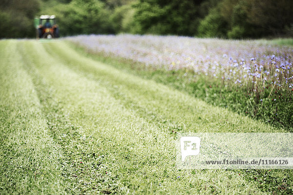 Ein grünes Feld  auf dem Gras wächst  eine Kultur von blauen Kornblumen und eine Wildblumenwiese. Traktor in der Ferne.