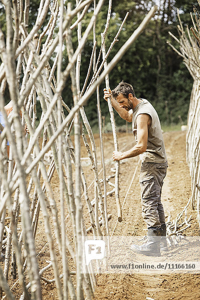 Ein Mann  der aus Erbsenstäbchen ein Gerüst für den Anbau von Gemüse in einer Bio-Gemüseparzelle herstellt.