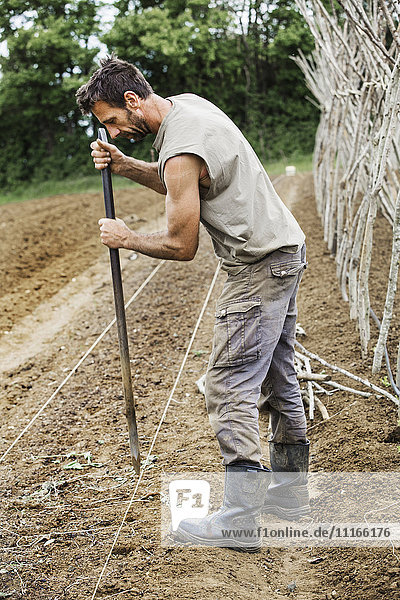 A man using a metal post for making planting holes in soil.