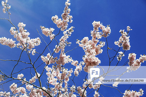 Rosa Frühlingsblüte an einem Baum vor blauem Himmel.