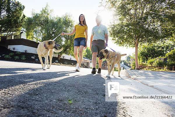 Älteres Ehepaar in Shorts  das mit seinen Hunden bei Sonnenschein eine Straße entlang läuft.