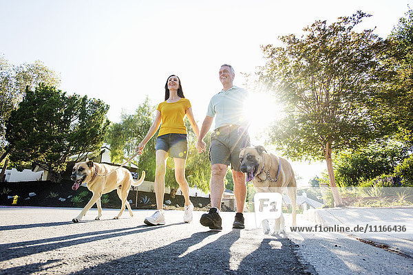 Senior couple wearing shorts walking their dogs along a street in the sunshine.