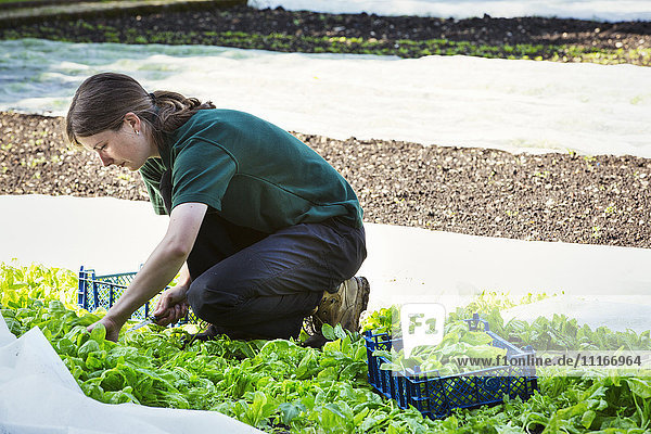 Eine Frau schneidet Salatblätter von einer in den Boden gepflanzten und durch Vlies geschützten Pflanze.
