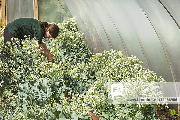 Eine Frau  die in einem Polytunnel in einem großen Gemüsegarten arbeitet und sich bückt  um Pflanzen zu pflegen und Produkte zu pflücken.