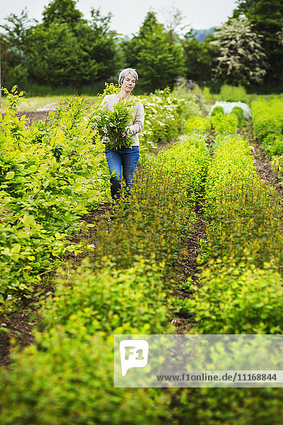 A florist selecting flowers and plants from the garden to create an arrangement. Organic garden.