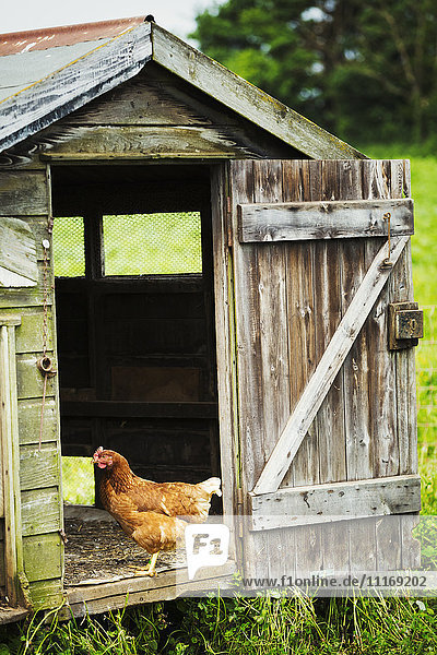 Ein Huhn steht in der Tür eines Stalls.