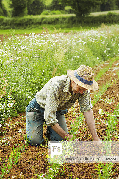 Ein Mann kniet sich hin und hütet eine Reihe von kleinen Pflanzen auf einem Feld.