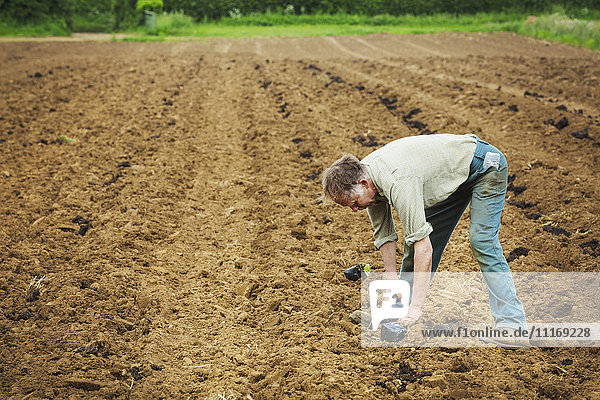 Ein Mann beugt sich über die Pflanzung eines Sämlings auf einem Feld.
