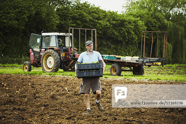 Ein Mann trägt einen Behälter mit Setzlingen über ein Feld mit einem Traktor im Hintergrund.