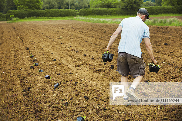 Ein Mann geht über ein Feld und trägt Pflanzentöpfe voller Setzlinge.