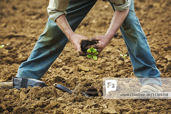 Ein Mann beugt sich vor und pflanzt eine kleine Pflanze in den Boden.