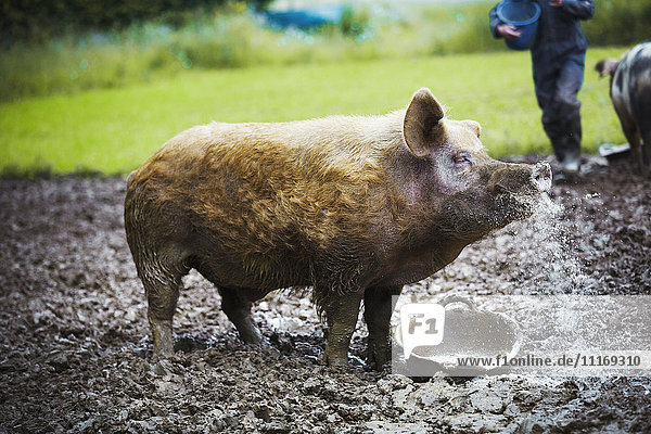 Ein Schwein stand in einem schlammigen Feld neben einem Futterkübel.