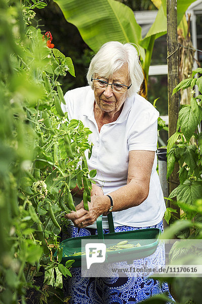 Eine Frau pflückt Erbsenschoten von einer grünen Erbsenpflanze in einem Garten.