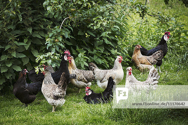Kleine Herde von Haushühnern in einem Garten.