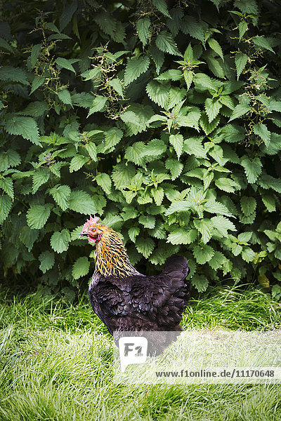 A brown and black free range chicken in a garden.