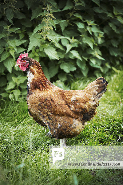 A brown free range chicken in a garden.