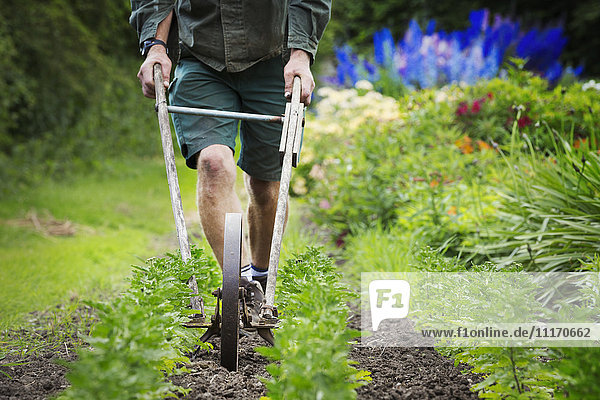 A man using a wheel hoe to hoe between rows of small flower plants in a garden.
