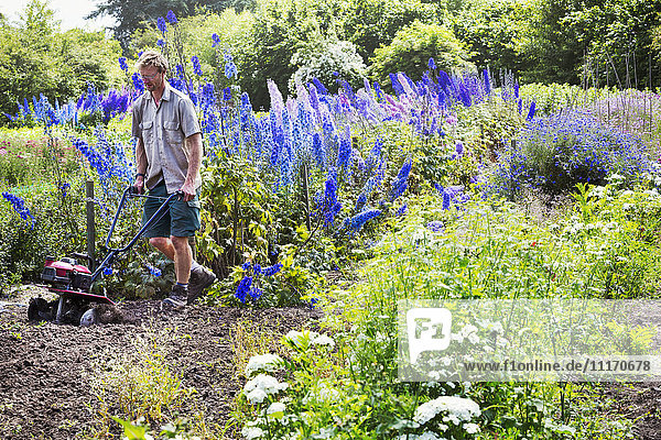 Ein Mann  der in Blumenbeeten eines Biogartens einen Rotivator auf dem Boden einsetzt.