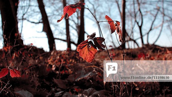Drei rote Blätter auf einem Zweig  der im Wind weht