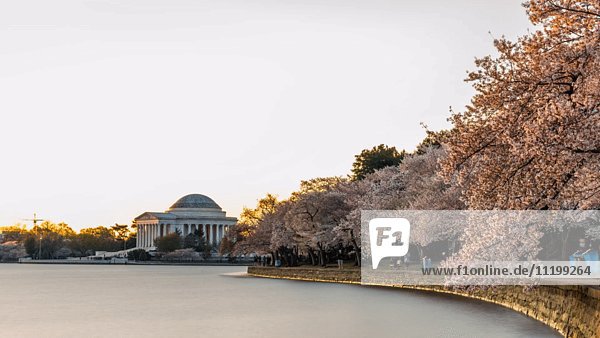 Zeitraffer des Sonnenaufgangs über dem Gezeitenbecken mit warmem Licht auf Kirschbaumblüten  Jefferson Memorial im Hintergrund  Washington DC  USA