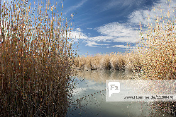 Ruhige Wasserlandschaft im Big Bend National Park  Texas  USA