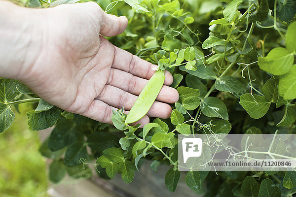 Cropped image of hand holding pea pod bean growing outdoors