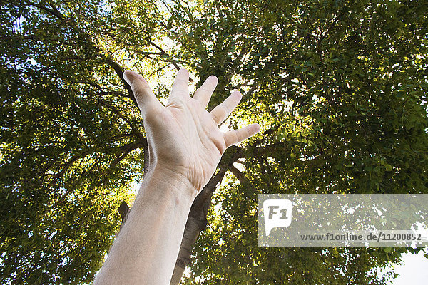 Abgeschnittenes Bild der Hand gegen den im Freien wachsenden Baum