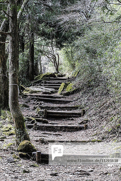 Tiefblick auf alte Stufen inmitten von Bäumen im Wald  Hakone  Fuji-Hakone-Izu Nationalpark  Japan