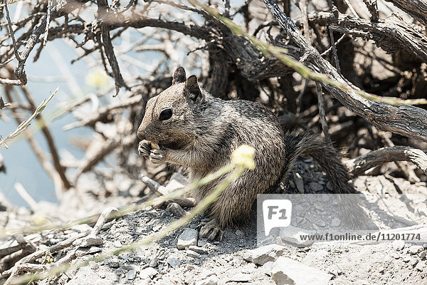 California ground squirrel eating nut among broken branches on sunny day