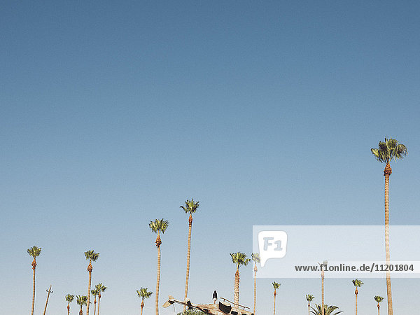 Frau steht auf beschädigtem Hubschrauber bei Palmen gegen klaren Himmel  Kalifornien  USA