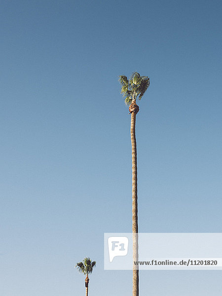 Tiefblick auf Palmen  die gegen den klaren blauen Himmel wachsen  Coalinga  Kalifornien  USA