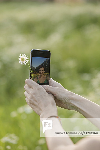Abgeschnittenes Bild der Hände mit Blume und Smartphone mit Spiegelung ihrer selbst darauf